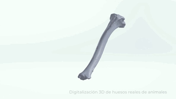 3D scanning animal bones for veterinary teaching